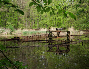 Thijs Quispel Waterloopbos 